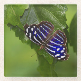 Dessous-de-verre En Verre papillon à aile bleue mexicaine