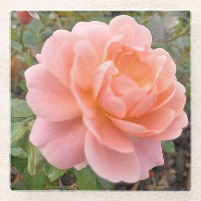 Dessous-de-verre En Verre Pink Rose Coster (Devant)