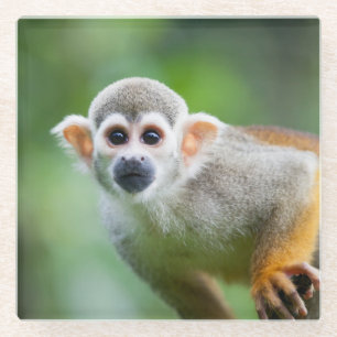 Dessous-de-verre En Verre Plan rapproché d'un singe-écureuil commun