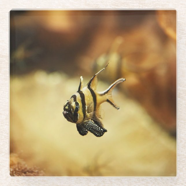 Dessous-de-verre En Verre Poisson-ange rayé solitaire (Devant)