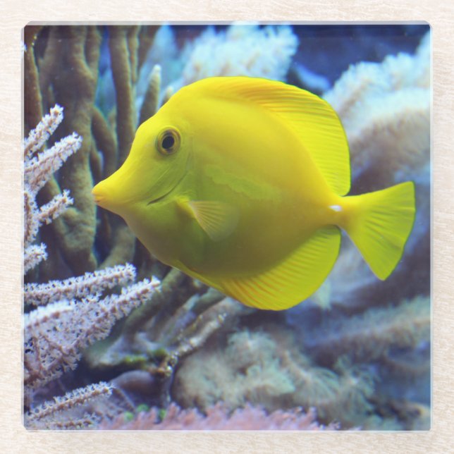 Dessous-de-verre En Verre Poisson de Tang Jaune (Devant)