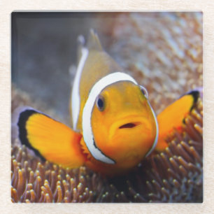 Dessous-de-verre En Verre Poissons tropicaux de récif - Clownfish