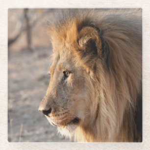 Dessous-de-verre En Verre Portrait de Lion