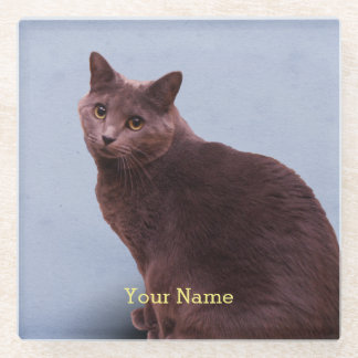 Dessous-de-verre En Verre Regard russe de chat bleu