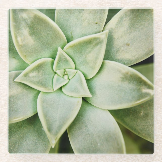 Dessous-de-verre En Verre Ressort Succulent (Devant)
