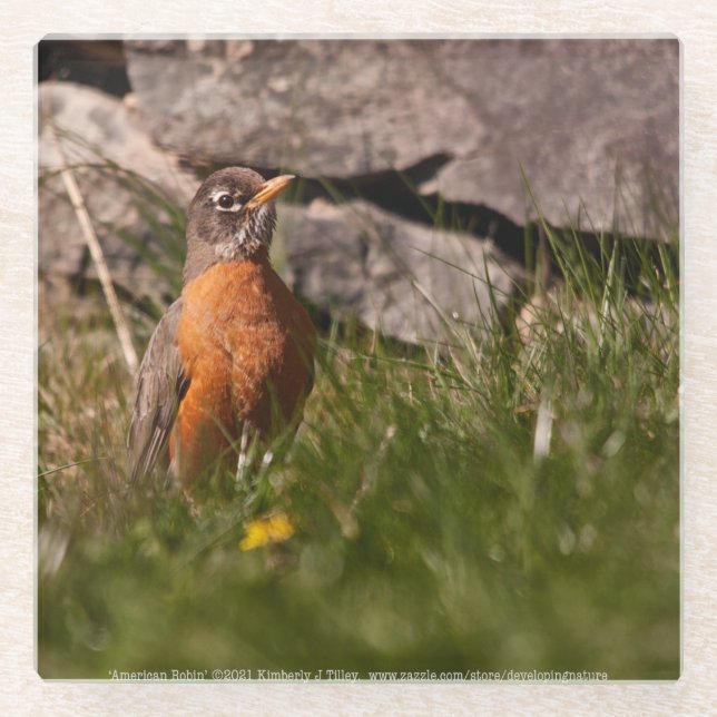 Dessous-de-verre En Verre Robin américain (Devant)