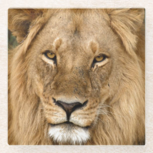 Dessous-de-verre En Verre Roi Lion décontracté, Grand Mane Coaster