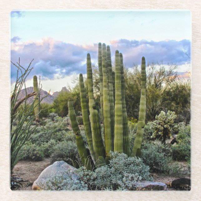 Dessous-de-verre En Verre Scottsdale Succulent Sunset (Devant)