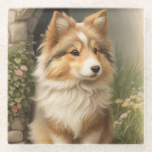 Shetland Sheepdog