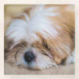 Dessous-de-verre En Verre Shih Tzu