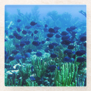 Dessous-de-verre En Verre Shoal of Blue Discus Fish