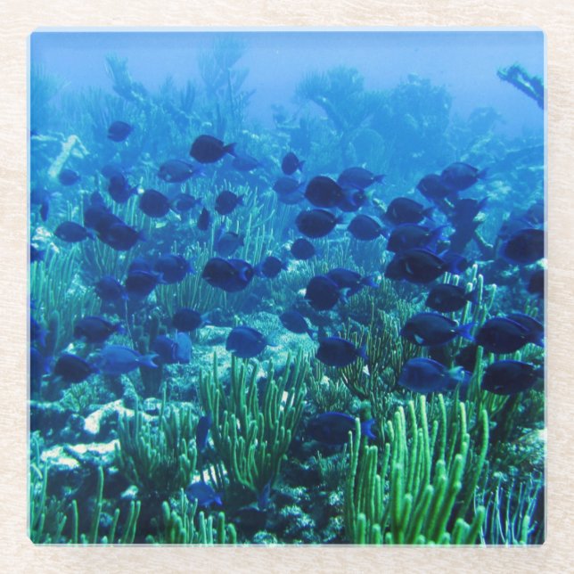 Dessous-de-verre En Verre Shoal of Blue Discus Fish (Devant)