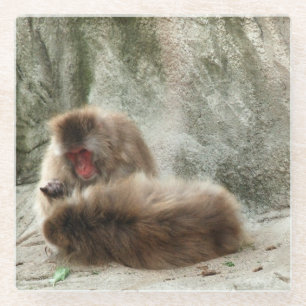 Dessous-de-verre En Verre Singes