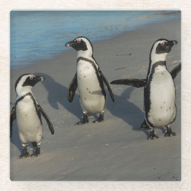 Dessous-de-verre En Verre Spheniscus africain Demersus des pingouins | (Devant)