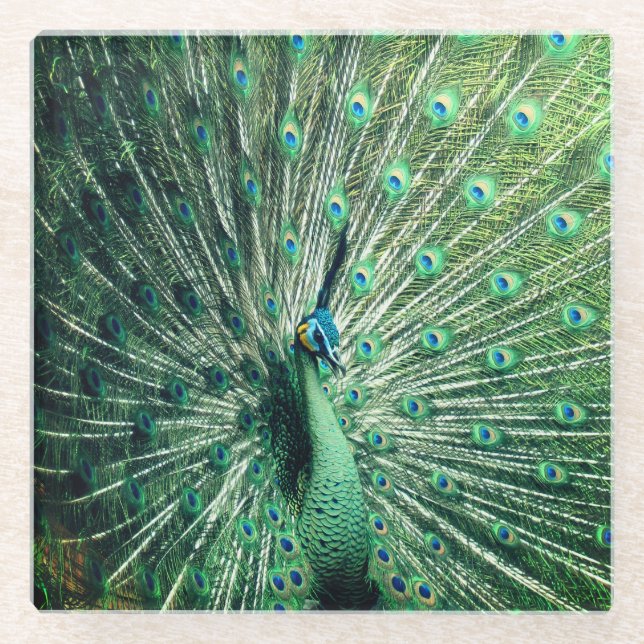 Dessous-de-verre En Verre Strut Peacock (Devant)
