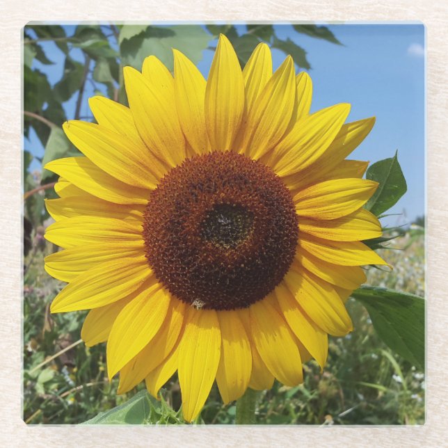 Dessous-de-verre En Verre Sunny Sunflower (Devant)