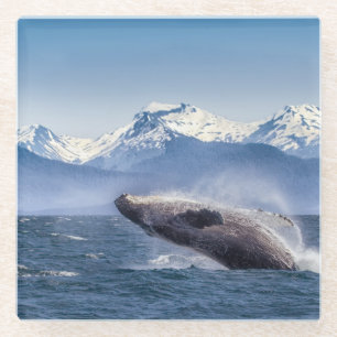 Dessous-de-verre En Verre Violation de la baleine de bosse en Alaska