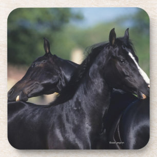 Dessous-de-verre Éraflure arabe de cheval