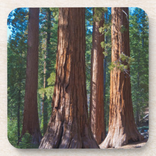 Dessous-de-verre États-Unis, Californie. Troncs d'arbres séquoias,