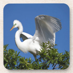 Dessous-de-verre États-Unis, Floride, Saint-Augustine, Egret