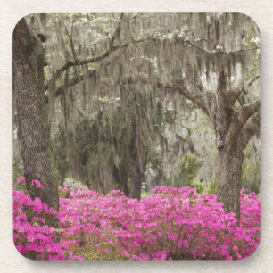 Dessous-de-verre Etats-Unis, Géorgie, Savannah, Printemps de l'hist