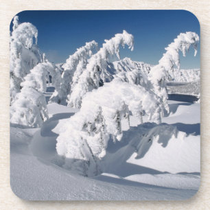 Dessous-de-verre États-Unis, Oregon, Crater Lake NP. Les arbres plo