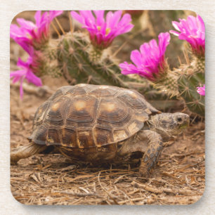 Dessous-de-verre États-Unis, Texas, comté de Hidalgo. Tortue
