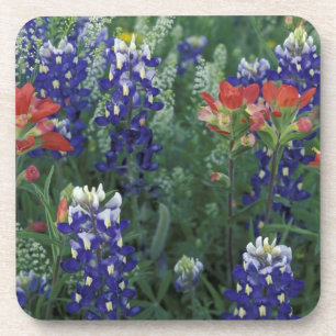 Dessous-de-verre États-Unis, Texas Hill Country. Bleuets et
