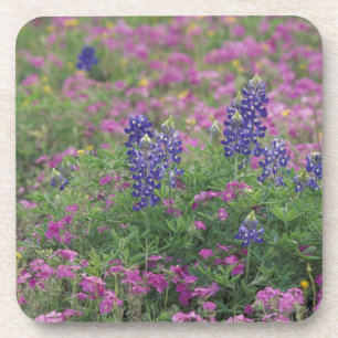 Dessous-de-verre États-Unis, Texas Hill Country. Bleuets parmi les 