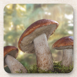 Dessous-de-verre États-Unis, Washington, Seabeck. Leccinum Insigne