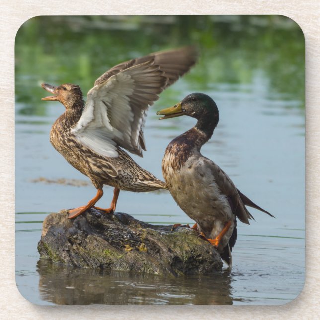 Dessous-de-verre Excusez-moi (Devant)