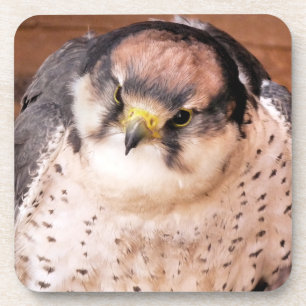 DESSOUS-DE-VERRE FALCON BIRD DE PREY