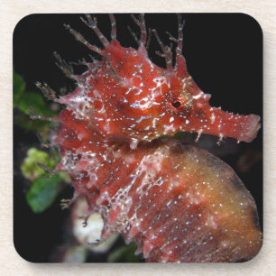 Dessous-de-verre Femelle Begur de poney de l'hippocampe  