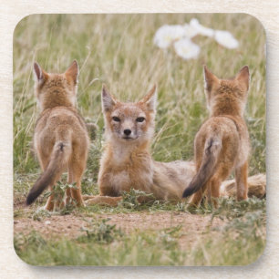 Dessous-de-verre Femelle du renard véloce (Vulpes velox) jeune à