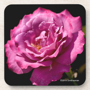 Dessous-de-verre -Fin rose de visage d'ange