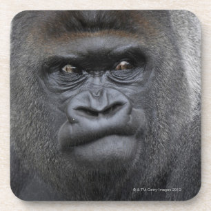 Dessous-de-verre Flachlandgorilla, gorille de gorille,