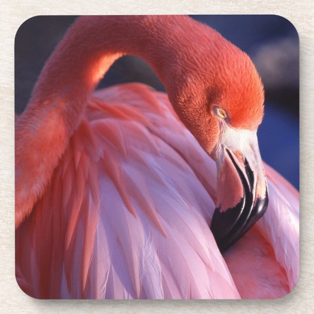Dessous de verre Flamant rose (Devant)