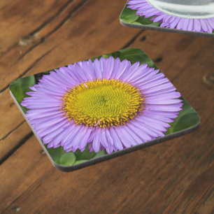 Dessous-de-verre Fleabane violet Daisy Floral