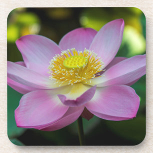Dessous-de-verre Fleur de lotus en fleurs, Indonésie