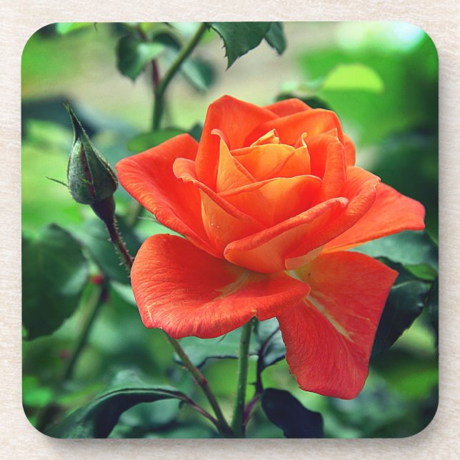 Dessous-de-verre Fleur de rose de la nature-46458 (Devant)