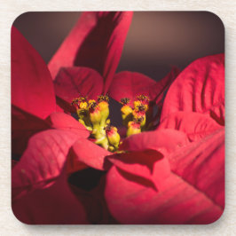 Dessous-de-verre Fleur d'étoile rouge