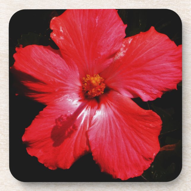 Dessous-de-verre Fleur d'Hibiscus rouge rose chaud sur noir (Devant)