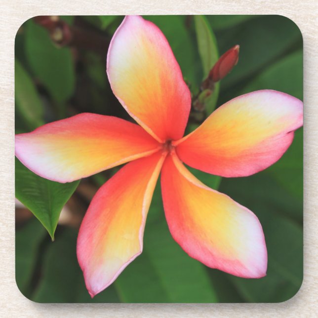 Dessous-de-verre Fleur Frangipani (Devant)