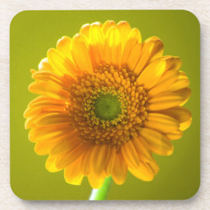 Dessous-de-verre Fleur jaune de Gerbera de marguerite