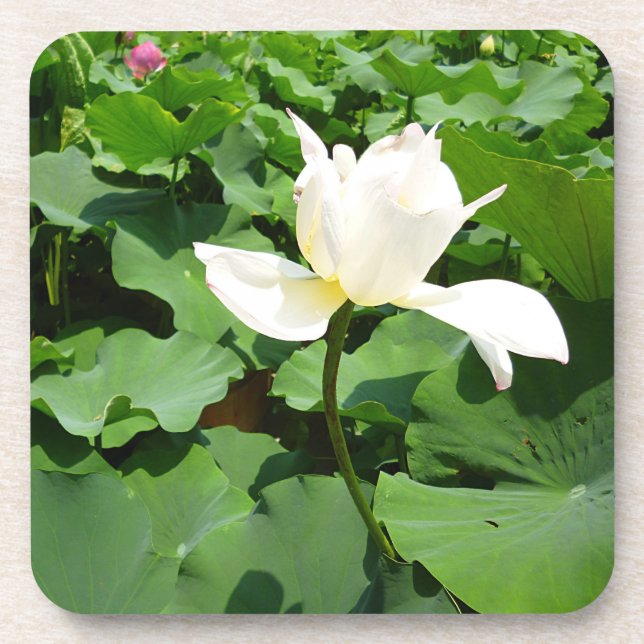 Dessous-de-verre Fleur Lotus blanche (Devant)