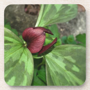 Dessous-de-verre Fleur sauvage