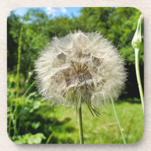 Dessous-de-verre Fleur sauvage Goatsbeard