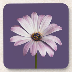 Dessous-de-verre Fleurs   Blancs et marguerites