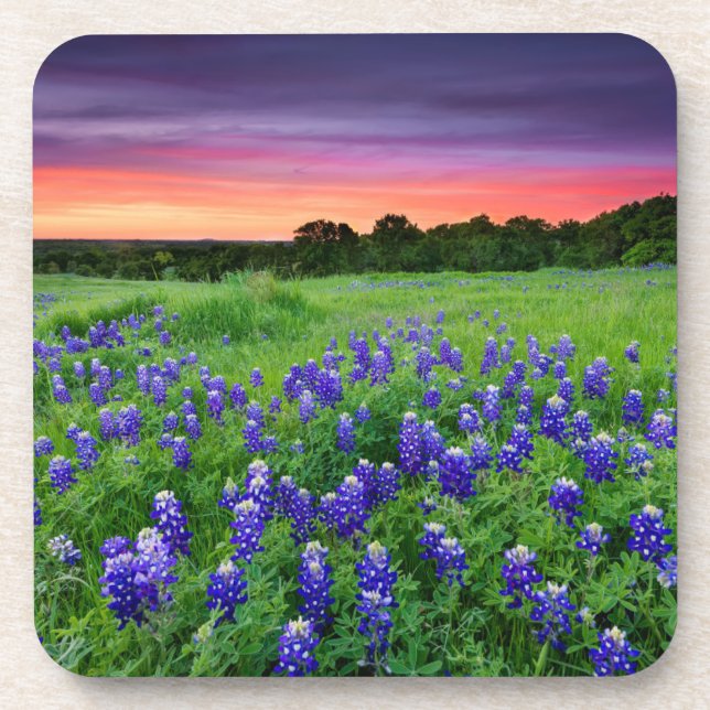 Dessous-de-verre Fleurs | Bluebonnets à Sunset Texas (Devant)