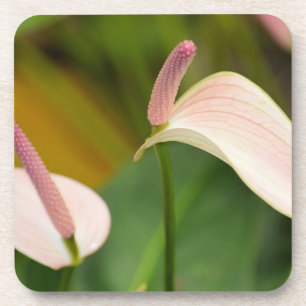 Dessous-de-verre Fleurs d'anthurium rose Kauai Hawaii